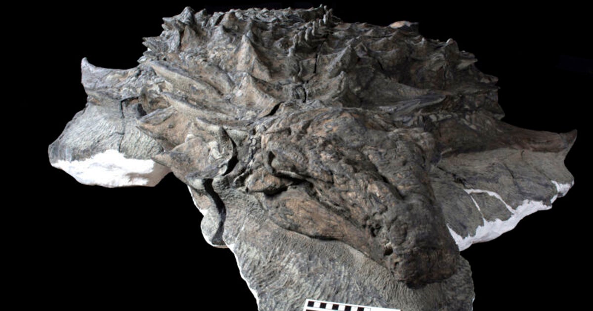 Shocking discovery: Scientists discover that a dinosaur is completely preserved in its skin (photo)