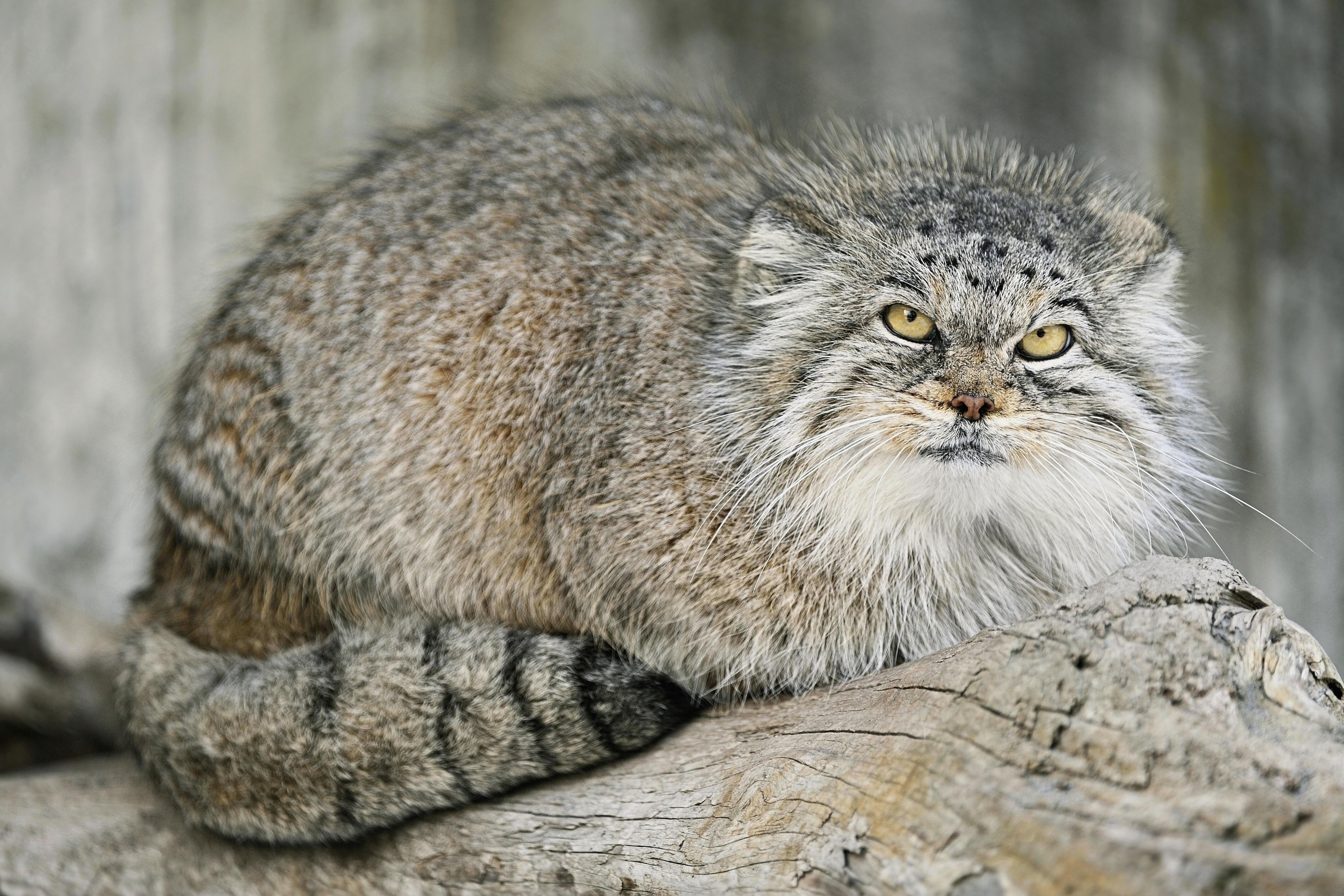 Scientists have confirmed the presence of an elusive and distinctly grumpy-looking wildcat in Mount Everest. 