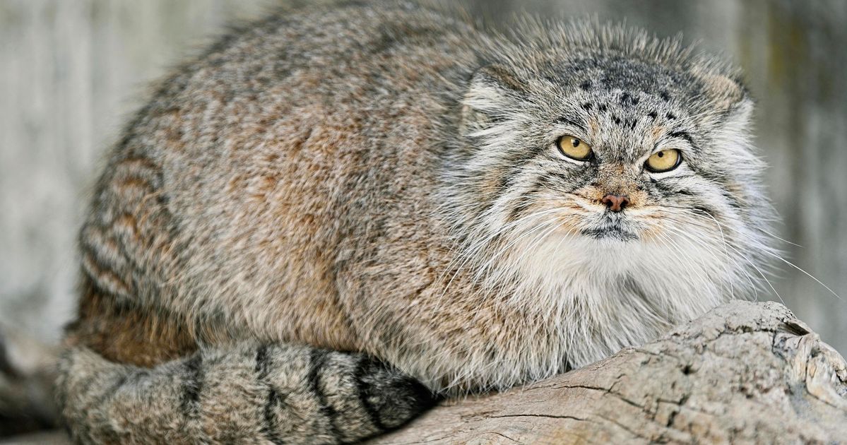 Elusive Wildcat Found To Be Living On Mount Everest