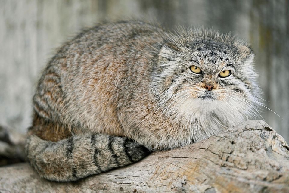 It's Isabel! Similar in size to a housecat, the Pallas's cat is a