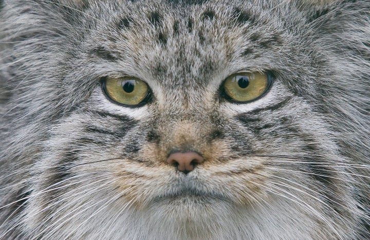 Grumpy Looking Pallas Cats