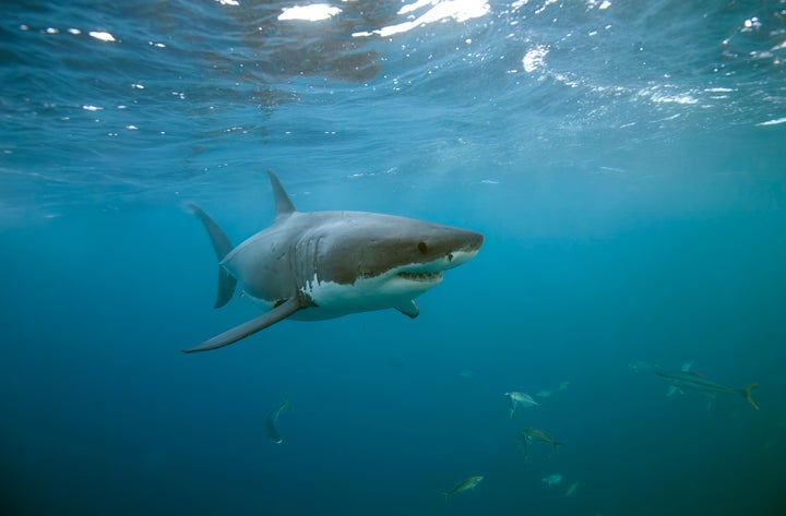 Great White Shark Underwater right