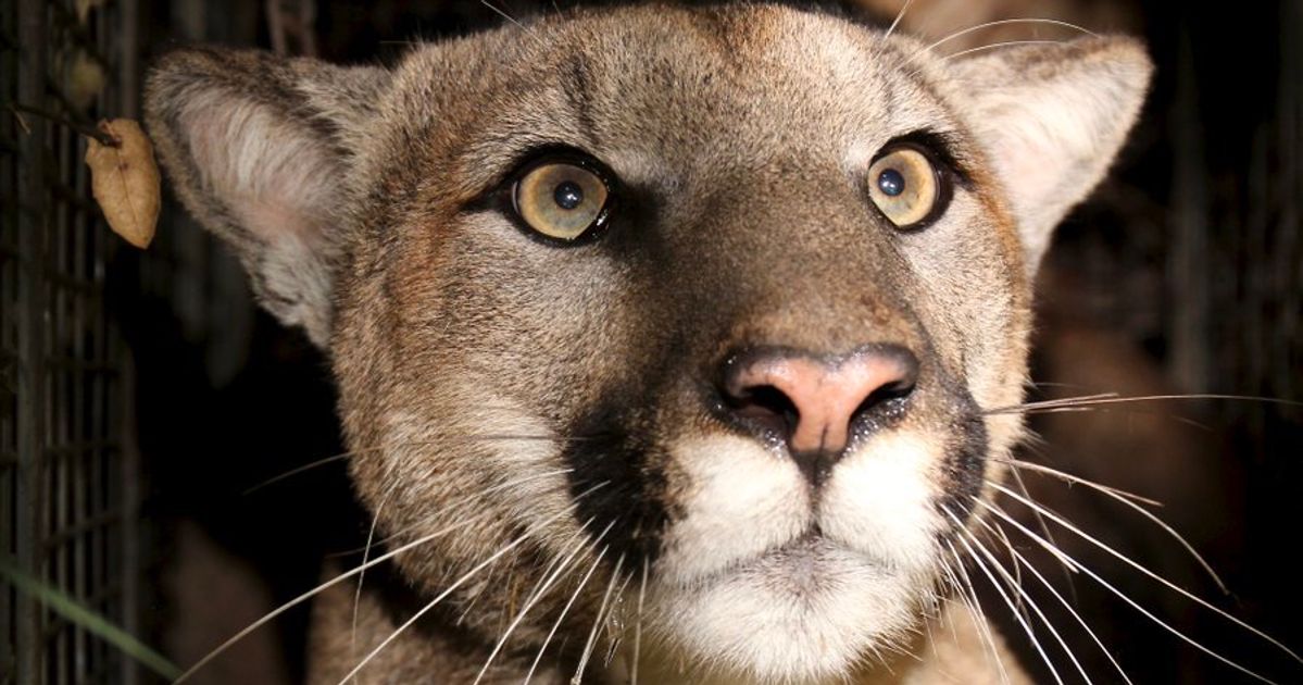 Another Mountain Lion Killed On Highway In Southern California