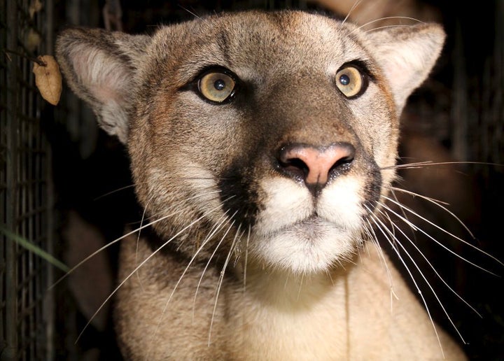 P-81 is no more after he was struck by a vehicle on a southern California highway.