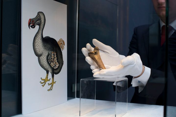 Ένα σπάνιο θραύσμα μηριαίου οστού ντόντο εμφανίζεται δίπλα σε μια εικόνα ενός μέλους του εξαφανισμένου είδους πουλιών στις εγκαταστάσεις του οίκου δημοπρασιών Christie's στο Λονδίνο, 27 Μαρτίου 2013. Η Colossal Biosciences συγκέντρωσε επιπλέον 150 εκατομμύρια δολάρια από επενδυτές για να αναπτύξει γενετικές τεχνολογίες που η εταιρεία ισχυρίζεται ότι θα βοηθήσουν στο να επαναφέρουν στη ζωή ορισμένα εξαφανισμένα είδη ζώων, συμπεριλαμβανομένου του ντόντο και του μαμούθ. Άλλοι επιστήμονες είναι δύσπιστοι ότι τέτοια επιτεύγματα είναι πραγματικά εφικτά ή ακόμη και ενδεδειγμένα. 