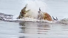  Antelope Tries To Outswim Crocodile In Pulse-Pounding Race To Survive