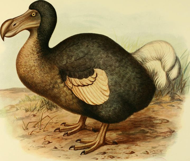ドードーのイラスト（ウォルター・ロスチャイルド氏が編集した1907年の博物図鑑『絶滅鳥類』より）