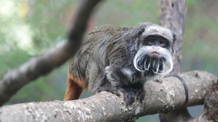 A Real Zoodunit: Monkeys Found But Mystery Deepens In Dallas
