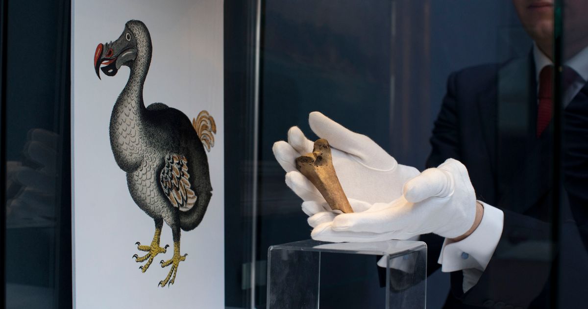 Ambitious Plan To Bring Back Extinct Dodo Bird Draws Critics, Investors