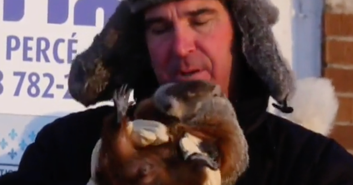 NextImg:Canadian Groundhog Fred La Marmotte Dies Before Making Winter Prediction