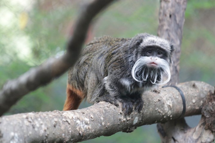 This photo provided by the Dallas Zoo shows an emperor tamarin that lives at the zoo. Two monkeys were taken from the Dallas Zoo on Jan. 30, 2023, police said. The emperor tamarin in this photo is not one of the two monkeys involved in the incident.