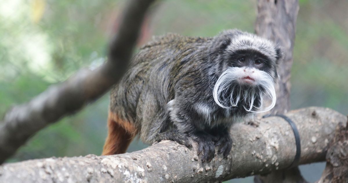 Police: Man Arrested In Taking Of Monkeys From Dallas Zoo