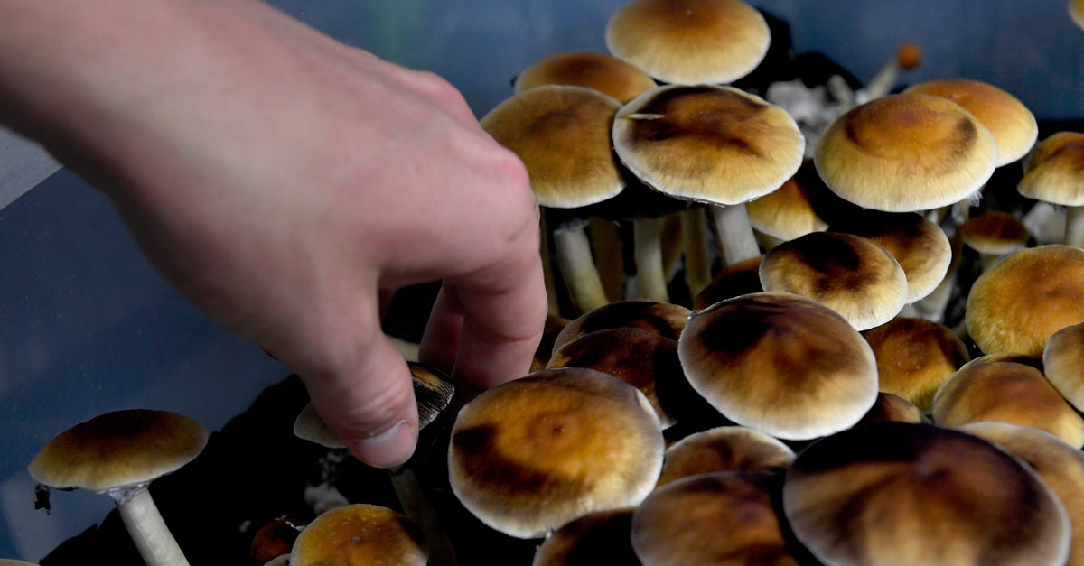 NextImg:Australia Legalizes Medical MDMA, Psychedelic Mushrooms For Certain Disorders