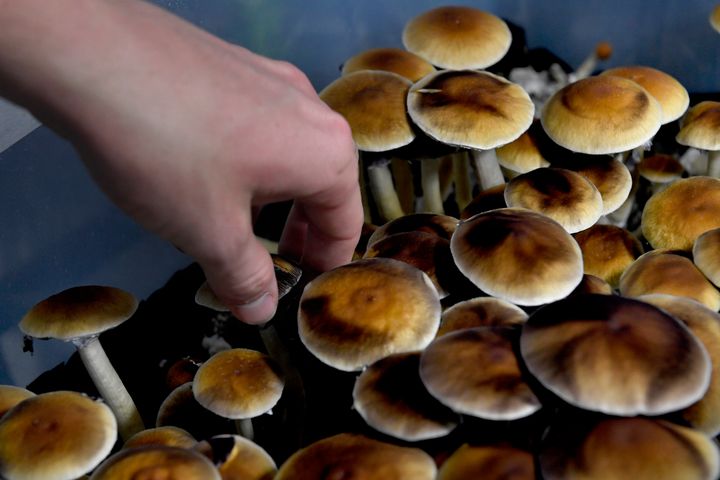 Psychedelic mushrooms can be prescribed for treatment-resistant depression in Australia starting July 1.