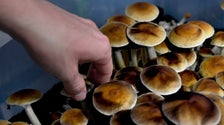  Australia Legalizes Medical MDMA, Psychedelic Mushrooms For Treatment-Resistant Disorders