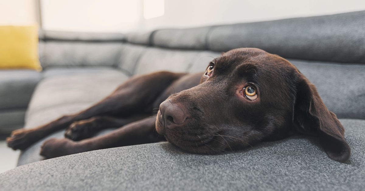 Are Some Dogs Geniuses at Learning Words?