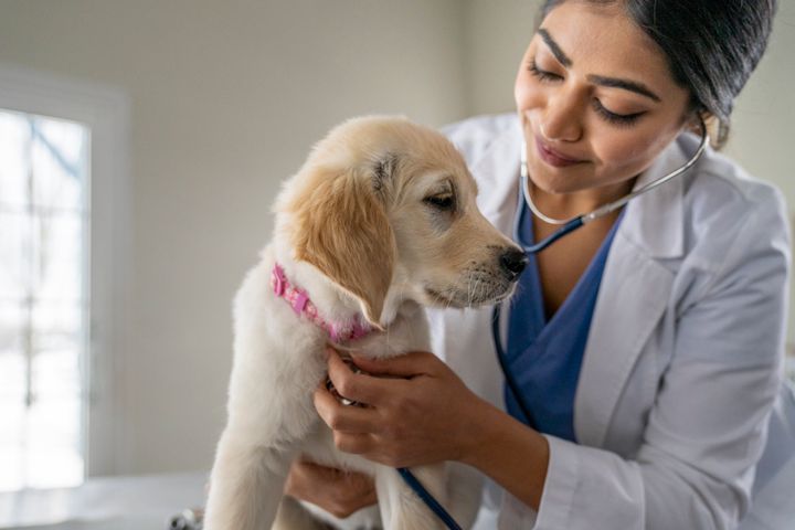 A vet can assess whether your dog needs the canine influenza vaccine as a preventive measure or requires treatment for current illness.