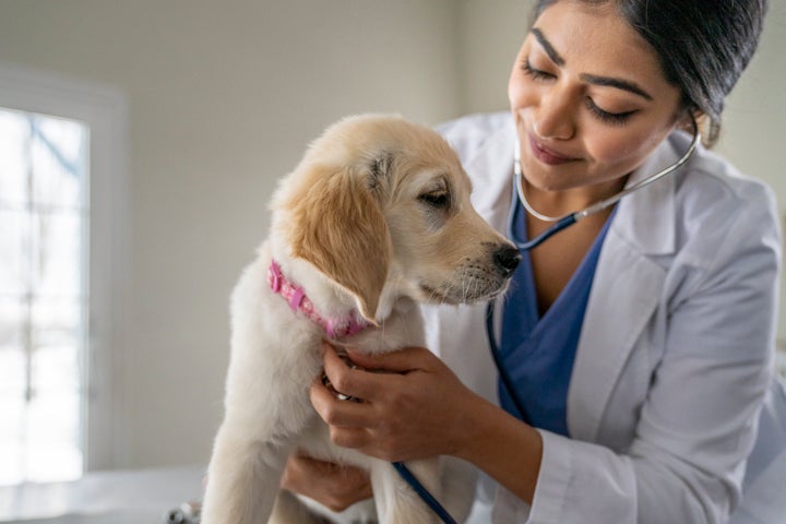 Flu In Dogs: The Signs And Symptoms To Look For | HuffPost Life