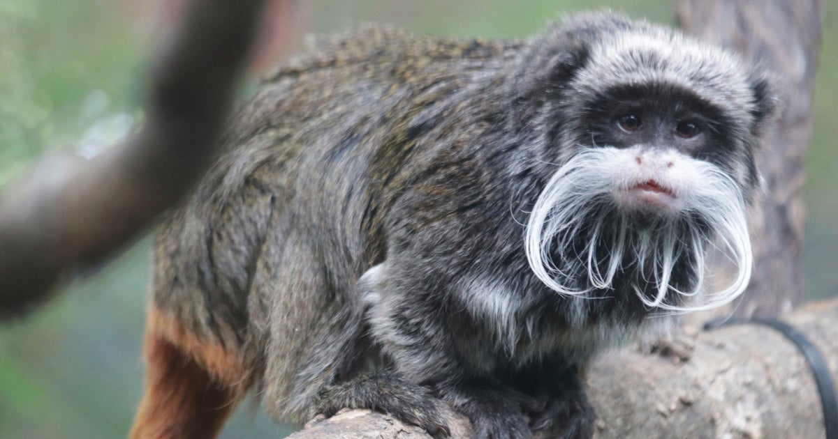 Man Accused Of Taking Dallas Zoo Monkeys Also Linked To Leopard Escape Man Accused Of Taking Dallas Zoo Monkeys Also Linked To Leopard Escape