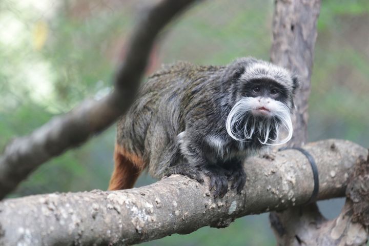 This photo provided by the Dallas Zoo shows an emperor tamarin who lives at the zoo.