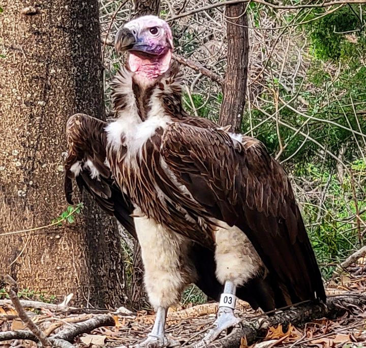 This January 2023 photo provided by the Dallas Zoo shows Pin, an endangered lappet-faced vulture, at the zoo in Dallas.
