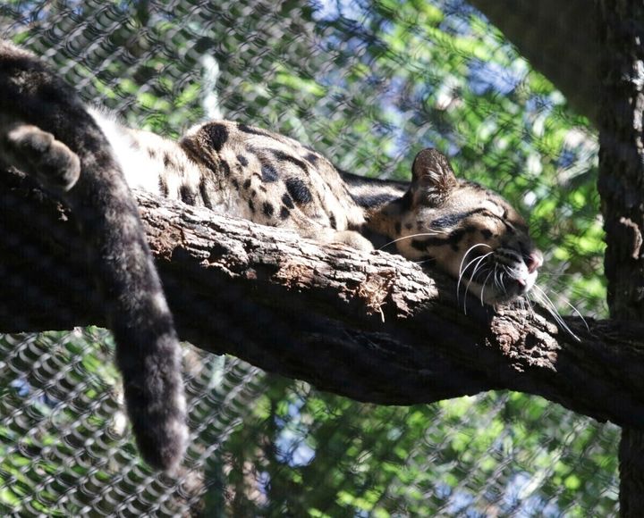 This undated image provided by the Dallas Zoo, a clouded leopard named Nova rests on a tree limb in an enclosure at the Dallas Zoo.