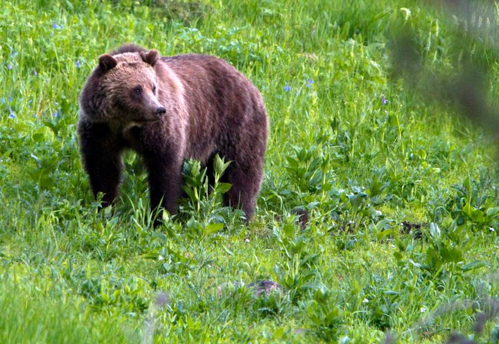 In this July 6, 2011, file photo, a grizzly bear roams near Beaver Lake in Yellowstone National Park, Wyoming.