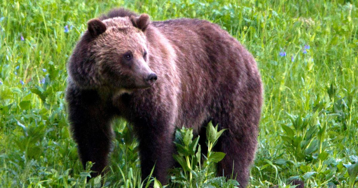 U.S. May Lift Federal Protections For Some Grizzly Bears, Opening Door To Hunting