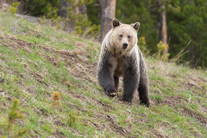 A grizzly bear wanders down an embankment in Yellowstone National Park.