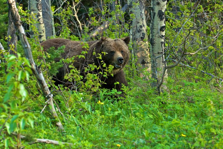 A grizzly bear in Montana's Glacier National Park.
