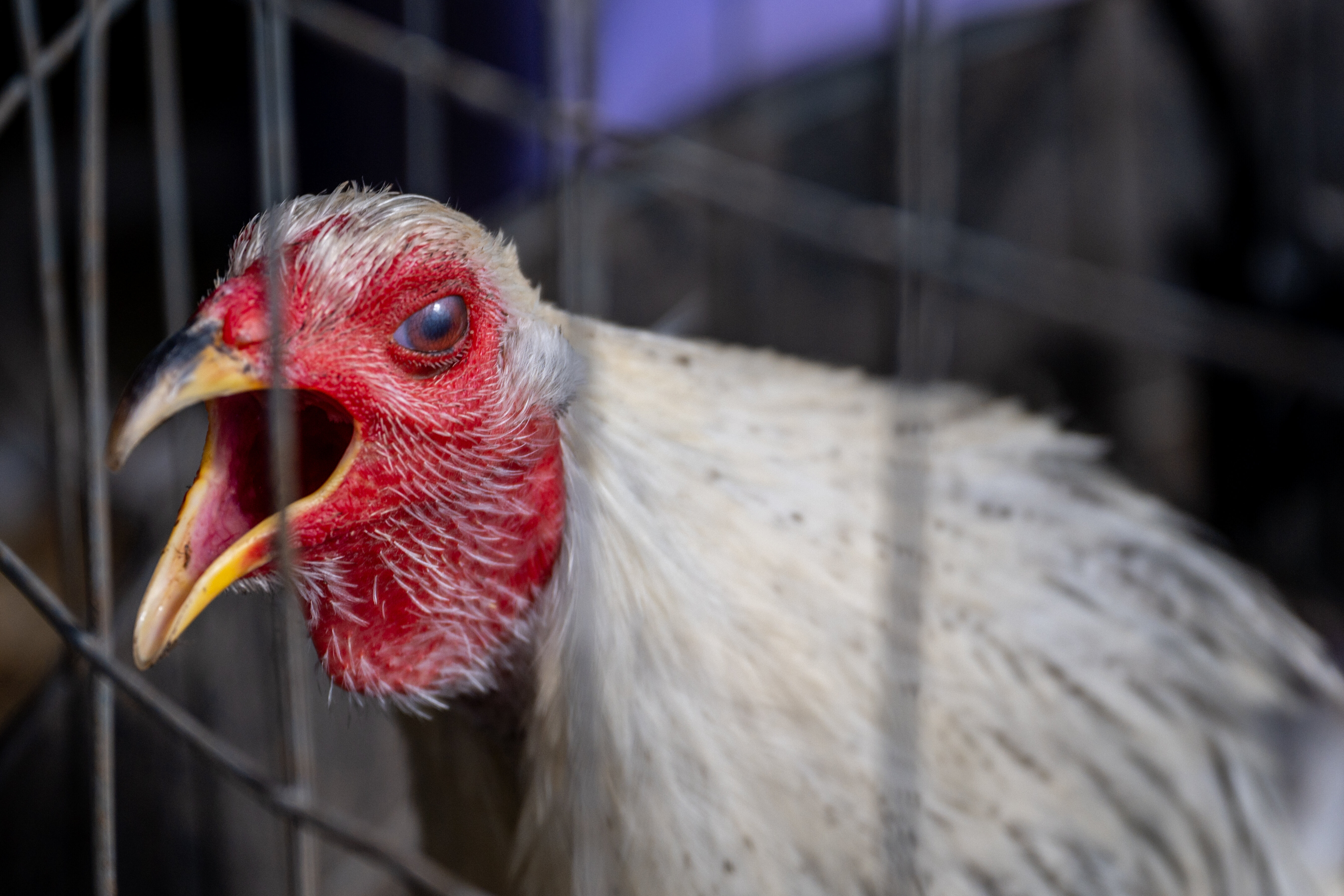 Experts Fear Bird Flu Outbreak Could Turn Into New Pandemic HuffPost   63dec1a02000005c003c0330 