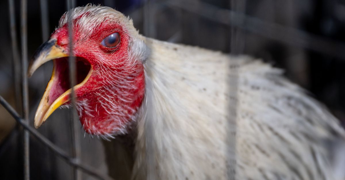 Experts Fear Bird Flu Outbreak Could Turn Into New Pandemic