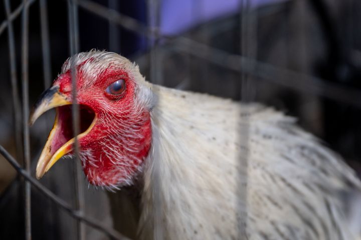 A rooster is held in a cage on a farm on Jan. 23, 2023, in Austin, Texas. An avian flu strain is becoming a cause for concern as it spills over into mammalian species. 