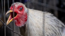  Experts Fear Bird Flu Outbreak Could Turn Into New Pandemic