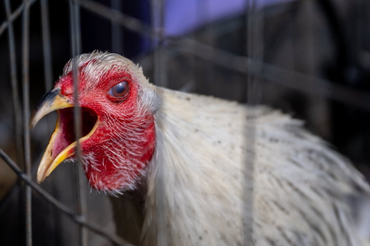 A rooster is held in a cage on a farm on Jan. 23, 2023, in Austin, Texas. An avian flu strain is becoming a cause for concern as it spills over into mammalian species.