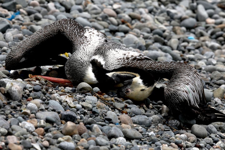 A dead pelican, possibly infected with H5N1 avian flu is seen in Lima, Peru on Dec. 7, 2022.