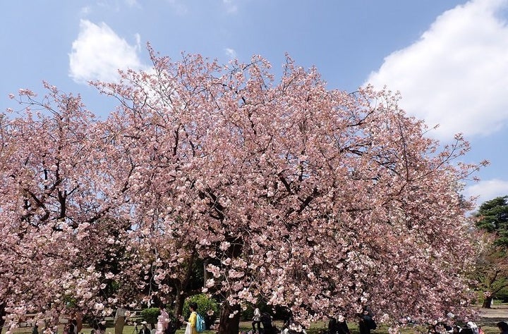 新宿御苑の一葉