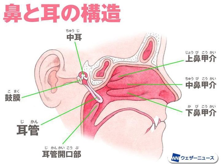 鼻と耳の構造