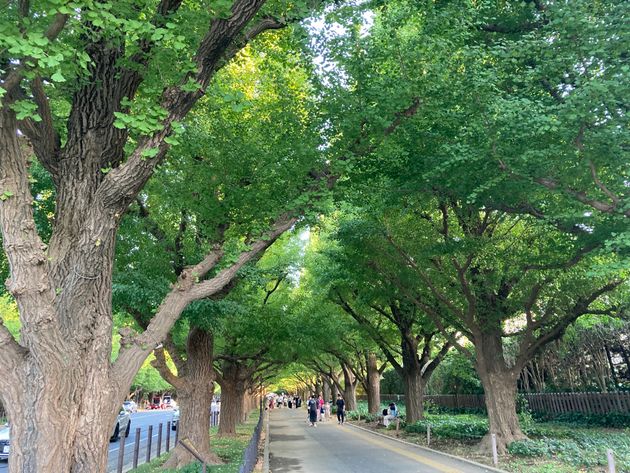東京都の中心地でありながら豊かな自然が残る神宮外苑。「都会のオアシス」となってきた