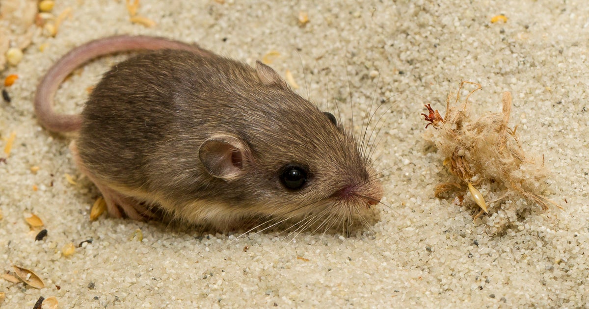 NextImg:Tiny Mouse Named After Patrick Stewart Scurries Into Guinness World Record Books