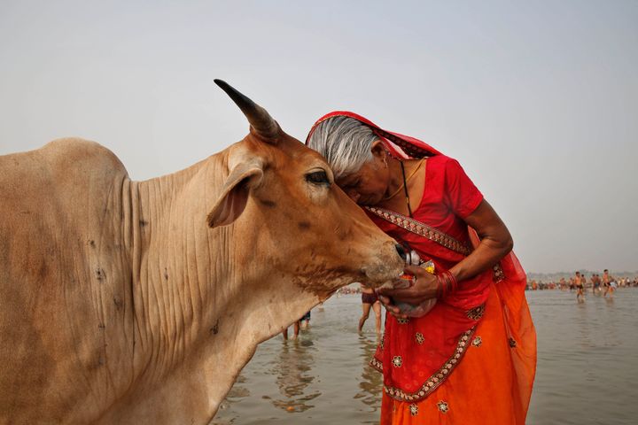India’s government-run animal welfare department has appealed to citizens to mark Valentine’s Day this year not as a celebration of romance but as “Cow Hug Day” to better promote Hindu values. (AP Photo/Rajesh Kumar Singh, File)