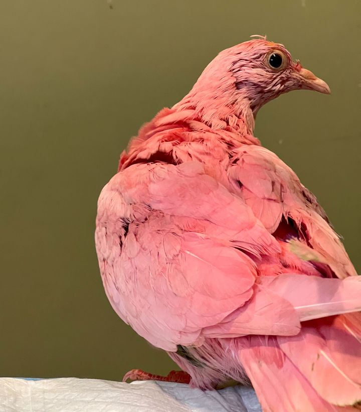 Flamingo “died in the night” on Monday, according to the rescue group.