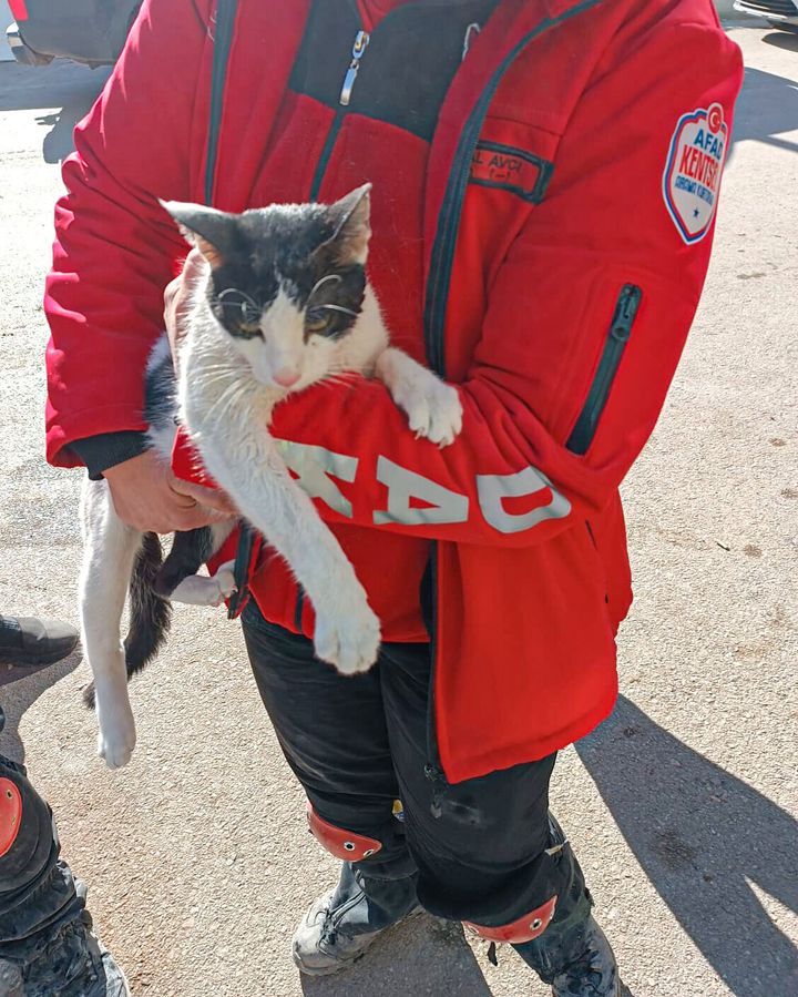  A cat was retrieved from the building debris four days after the earthquake