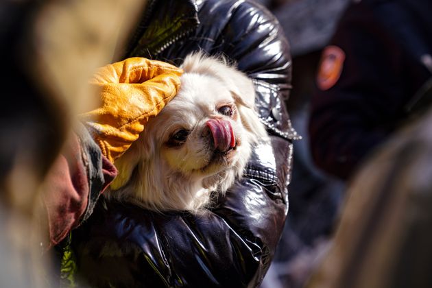  A small dog who was rescued from rubble following this week's earthquake in Turkey and Syria