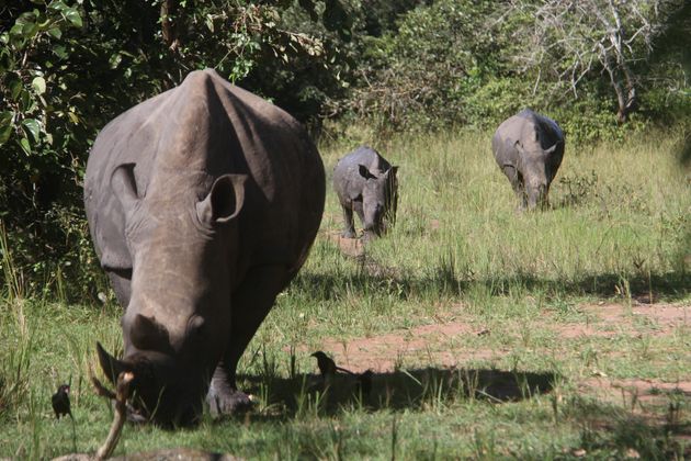 Southern white rhinos are seen at Ziwa Rhino Sanctuary in Nakasongola district, Uganda, on Nov. 9, 2020