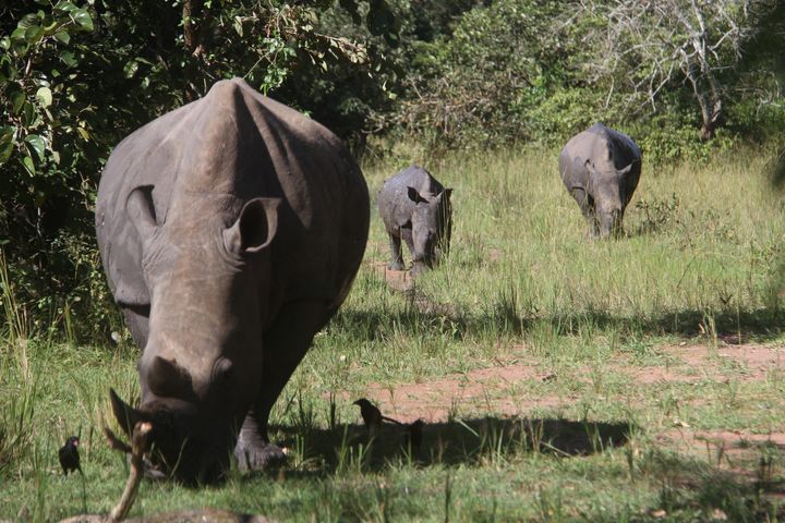 Southern white rhinos are seen at Ziwa Rhino Sanctuary in Nakasongola district, Uganda, on Nov. 9, 2020