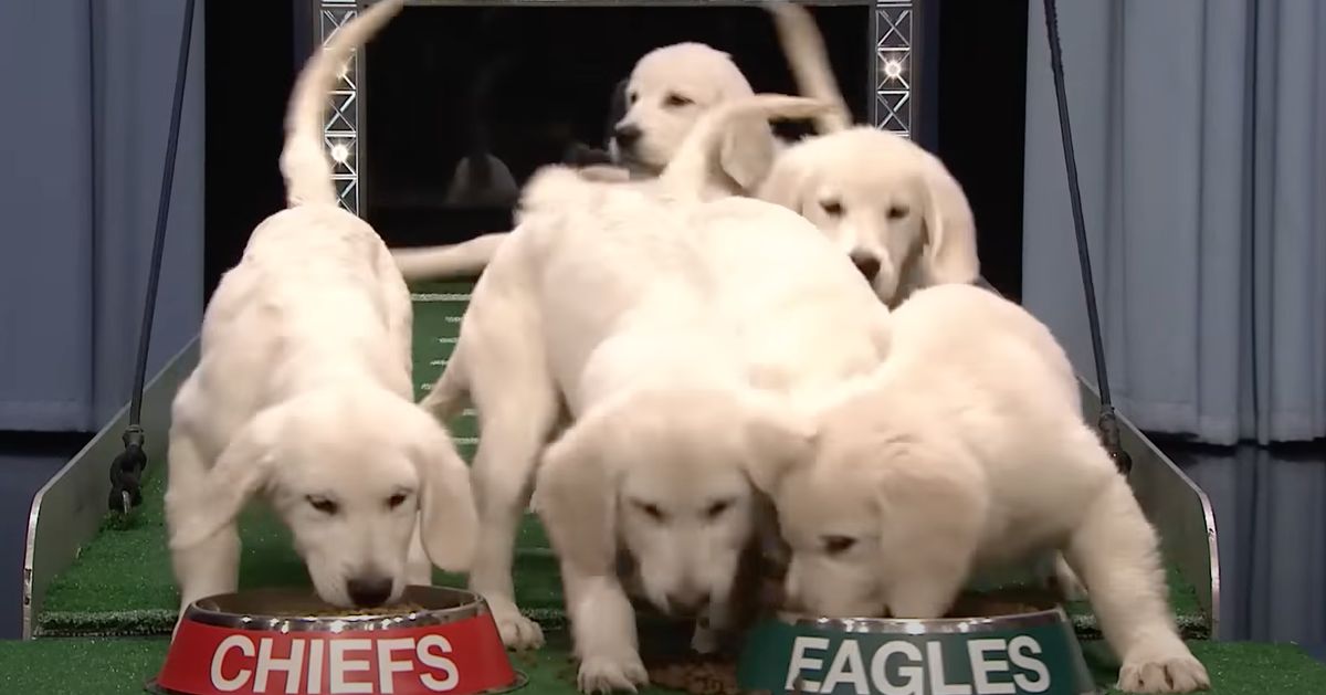 NextImg:Puppies Predict Exactly How The Super Bowl Will Go Down On 'The Tonight Show'