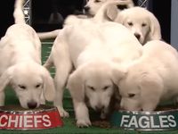 Puppies Predict the Winner of Super Bowl LVI  The Tonight Show Starring  Jimmy Fallon 