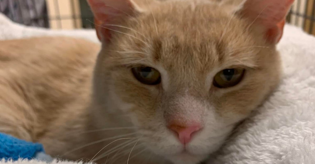 Cat Returned To Shelter For Being ‘Too Affectionate’ Now Thriving In New Home Cat Returned To Shelter For Being ‘Too Affectionate’ Now Thriving In New Home