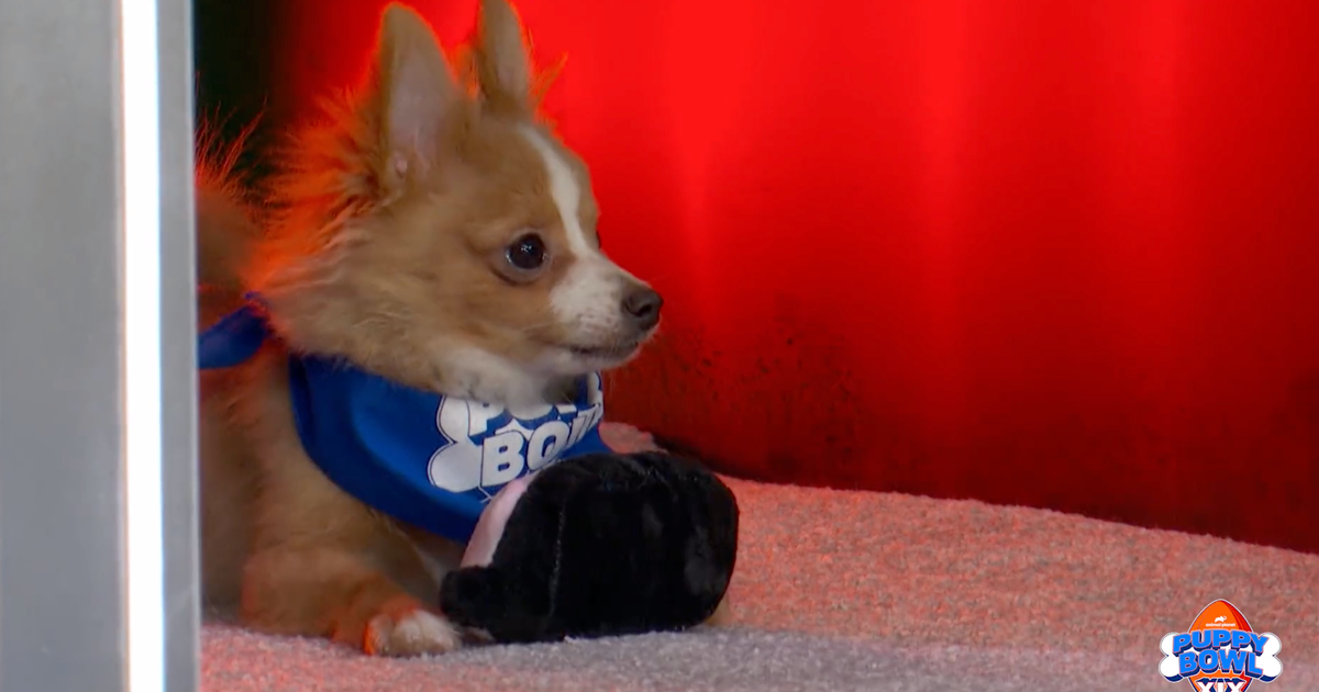 NextImg:Team Fluff Reigns Supreme In Pawsome Overtime Win At Puppy Bowl 2023